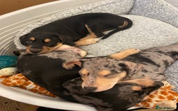 Mixed Breed dogs for sale: Mixed breed puppies READY TO GO! - Image 14