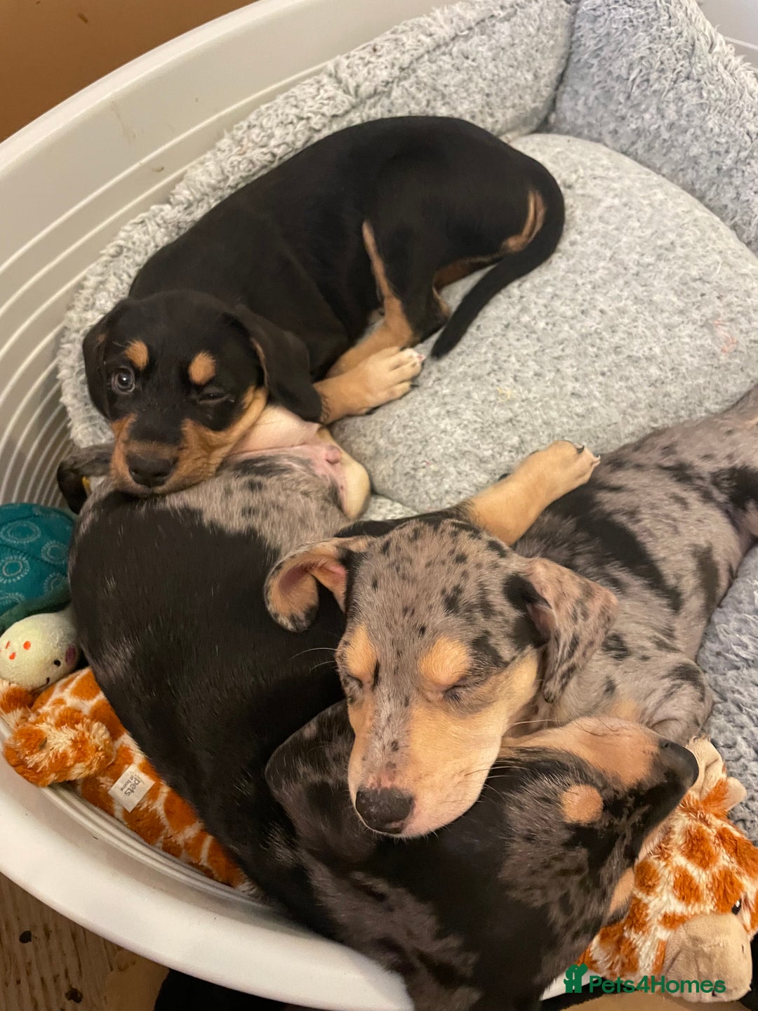 Mixed Breed dogs for sale: Mixed breed puppies READY TO GO! - Image 14