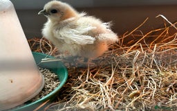 Chickens poultry for sale: Unsexed silkie chick - Image 1