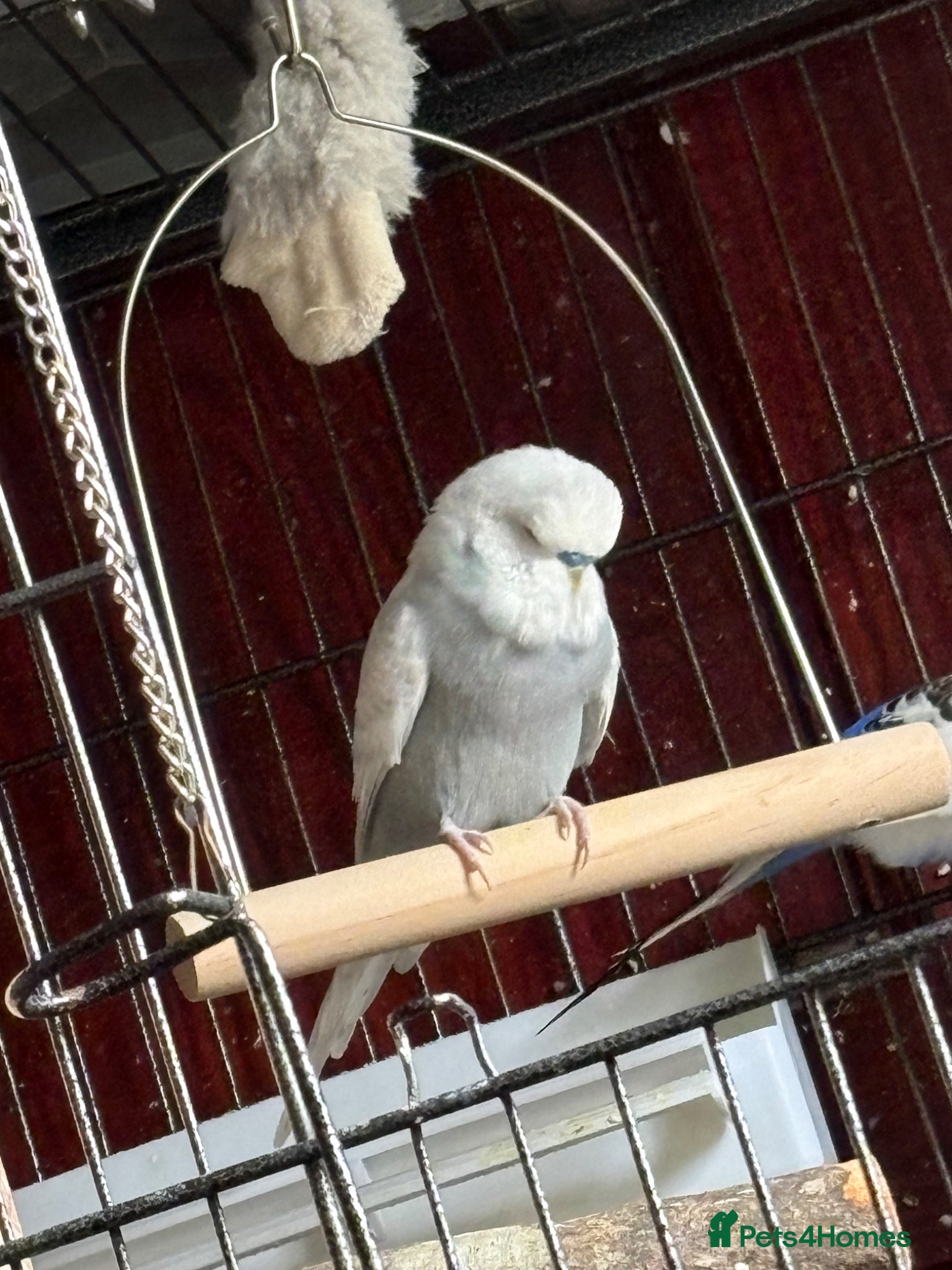 Budgerigars birds 5 budgies for sale - Advert 2