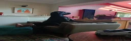 Great Dane dogs for sale: Dog for Adoption in Plymouth - Advert 4