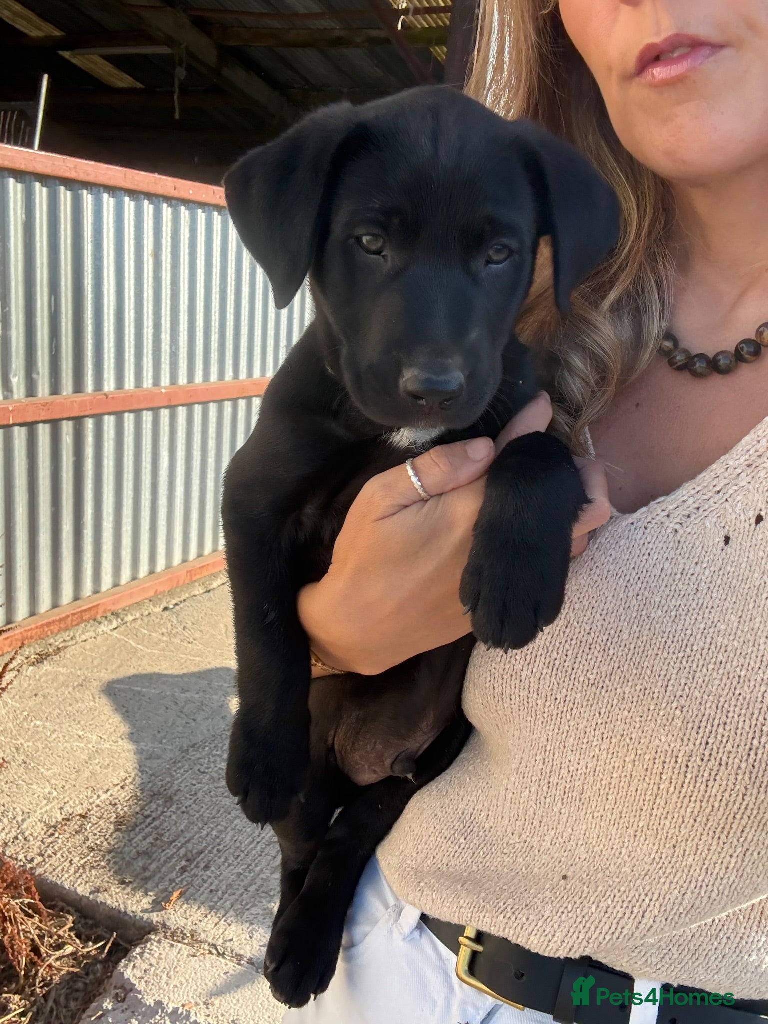 Borador dogs Stunning Lab x Collie, cream, black & chocolate! - Advert 2