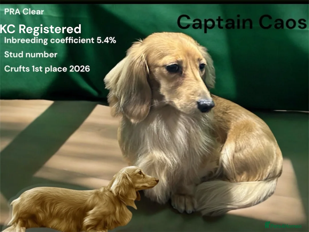 Miniature Dachshund dogs for stud: Excellent example of the breed for stud - Advert 2