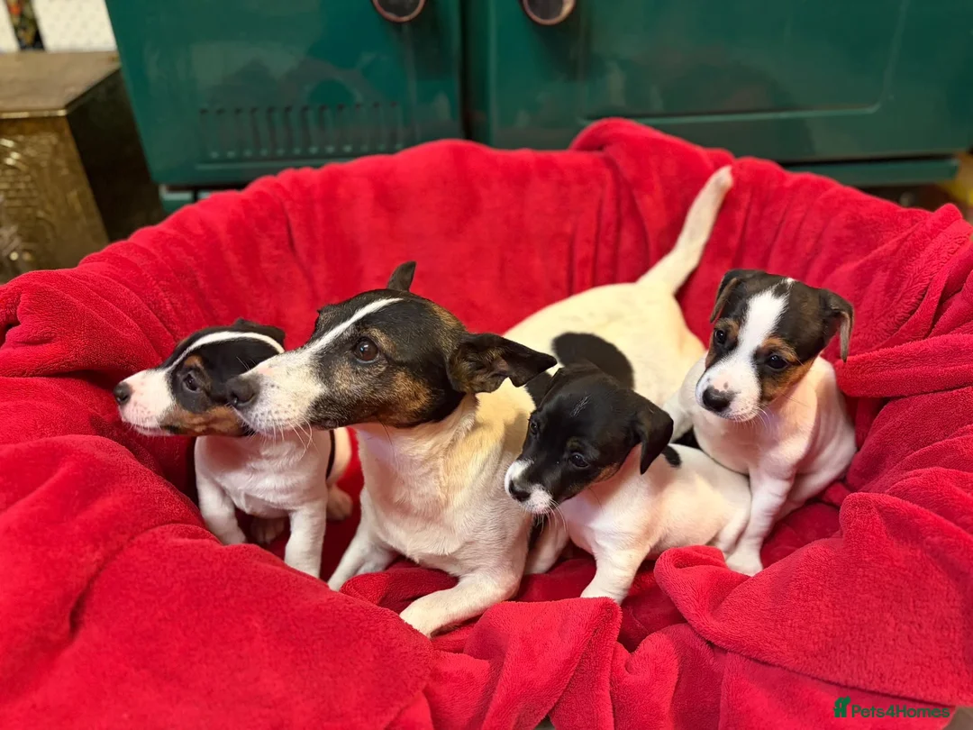 Jack Russell dogs for sale: Gorgeous Jack Russell puppies  in Carmarthen - Advert 2