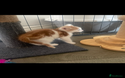 Mixed Breed cats for sale: Beautiful ginger and white kittens - Image 3