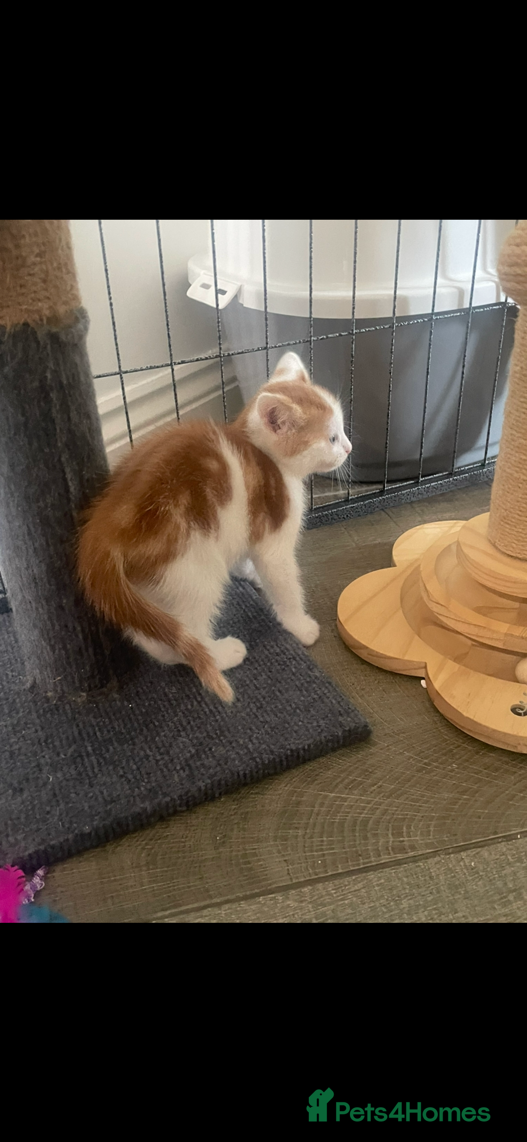 Mixed Breed cats for sale: Beautiful ginger and white kittens - Image 3