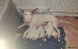 English Bull Terrier dogs for sale: The last 2x EBT Babies... - Image 14