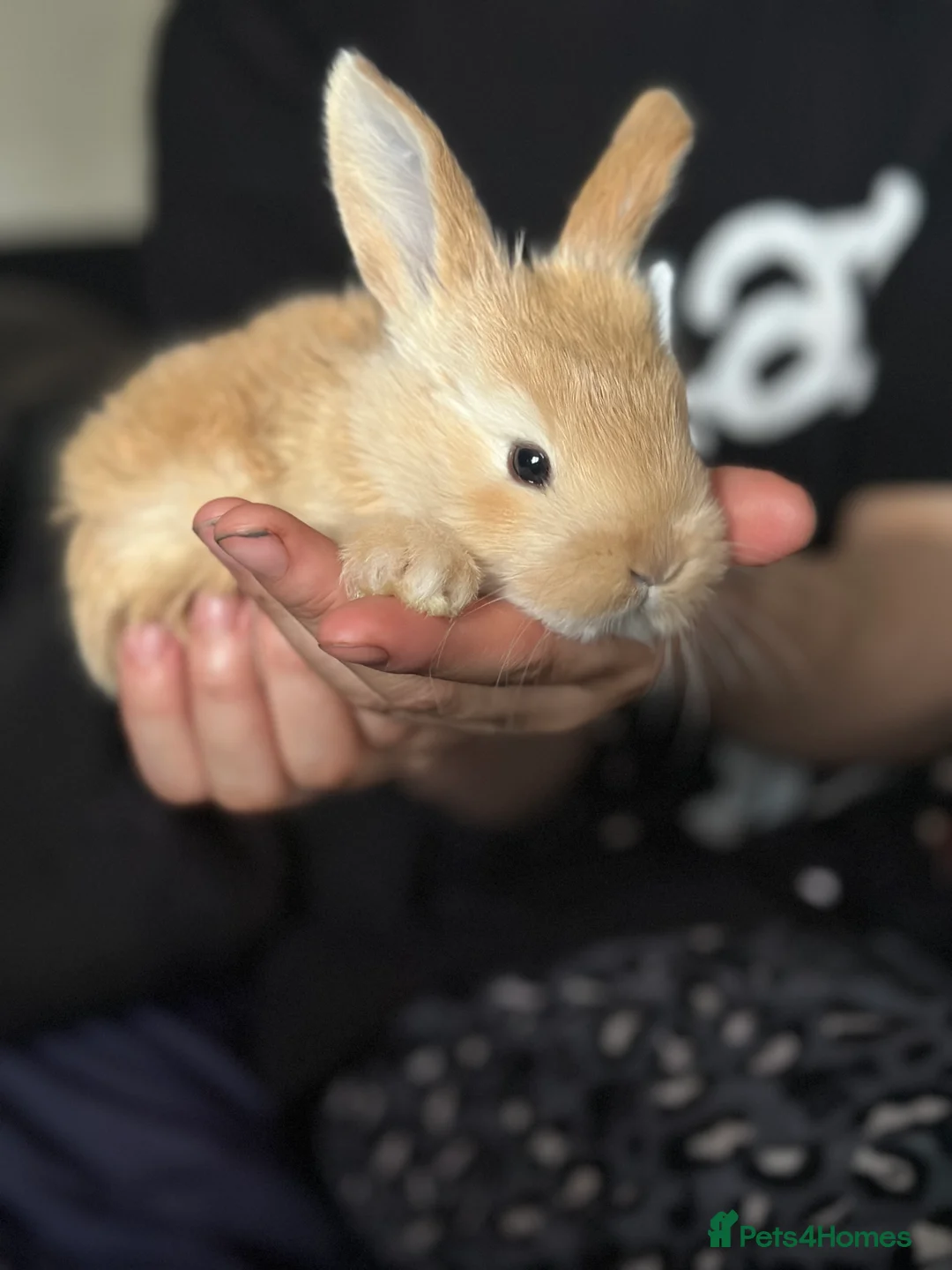 Continental Giant rabbits for sale: Continental giant kits  in Chester - Advert 2