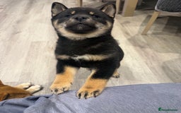 Japanese Shiba Inu dogs for sale: Japanese Shiba Inu  - Advert 3