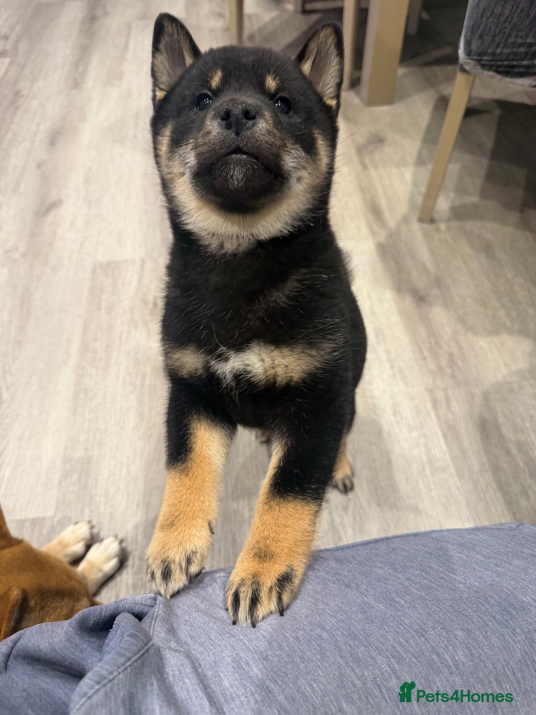 Japanese Shiba Inu dogs for sale: Japanese Shiba Inu  - Advert 3