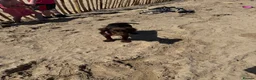 Cocker Spaniel dogs for sale: Female cocker spaniel - Advert 7