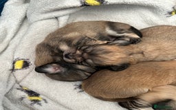 Chipoo dogs for sale: F1b Chipoo puppies - Image 12