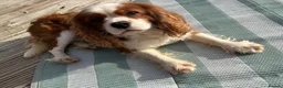Cavalier King Charles Spaniel dogs for sale: Heart/Eye/Health tested KC Reg Male Cavalier - Advert 8