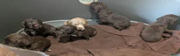 Cocker Spaniel dogs for sale: W/T Pedigree Cocker Spainels  - Advert 7