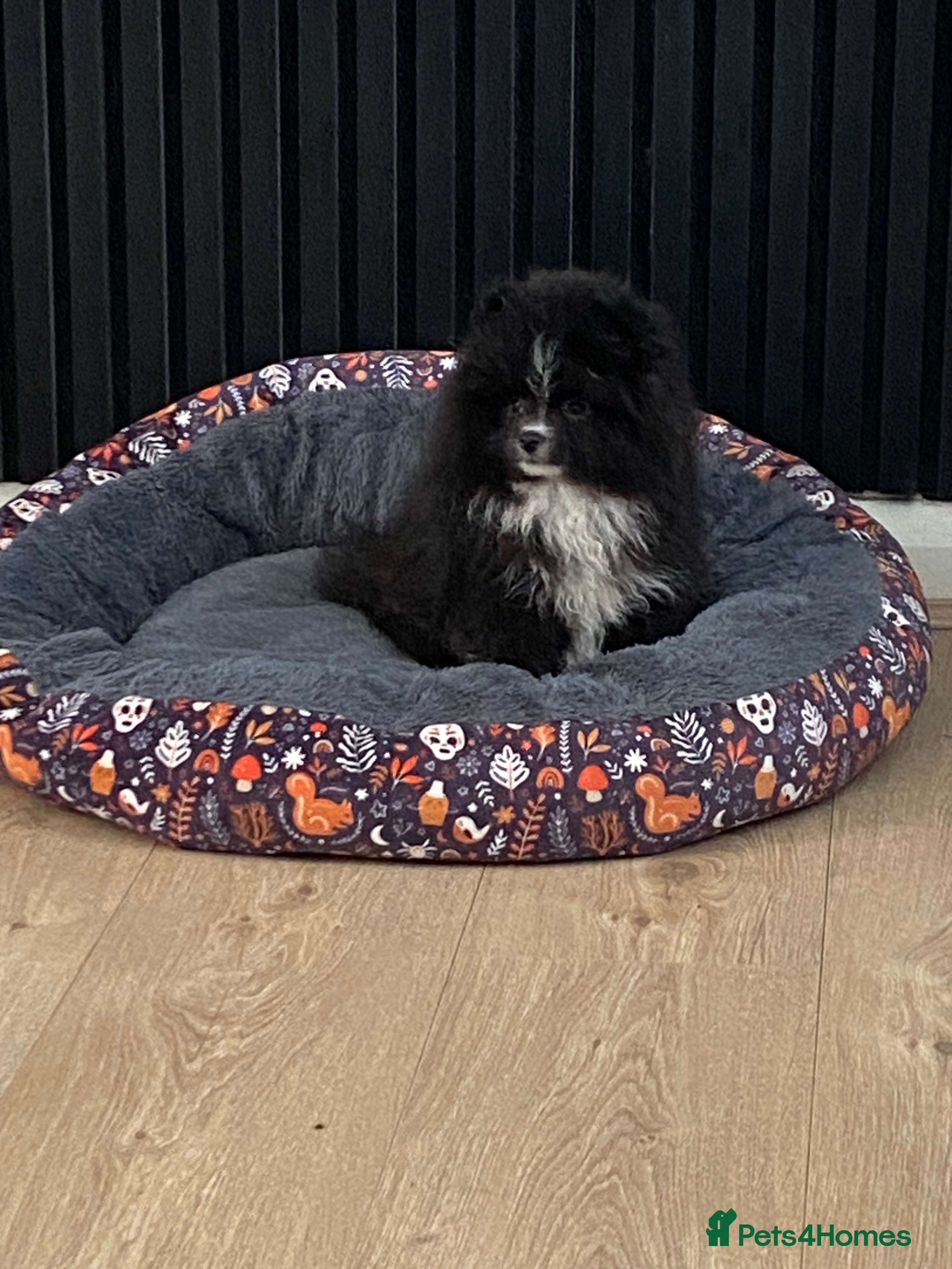 Pomeranian dogs Super cute sassy poms - Advert 13