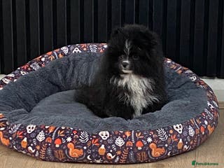 Pomeranian dogs Adorable fluffy pom puppies - Advert 11