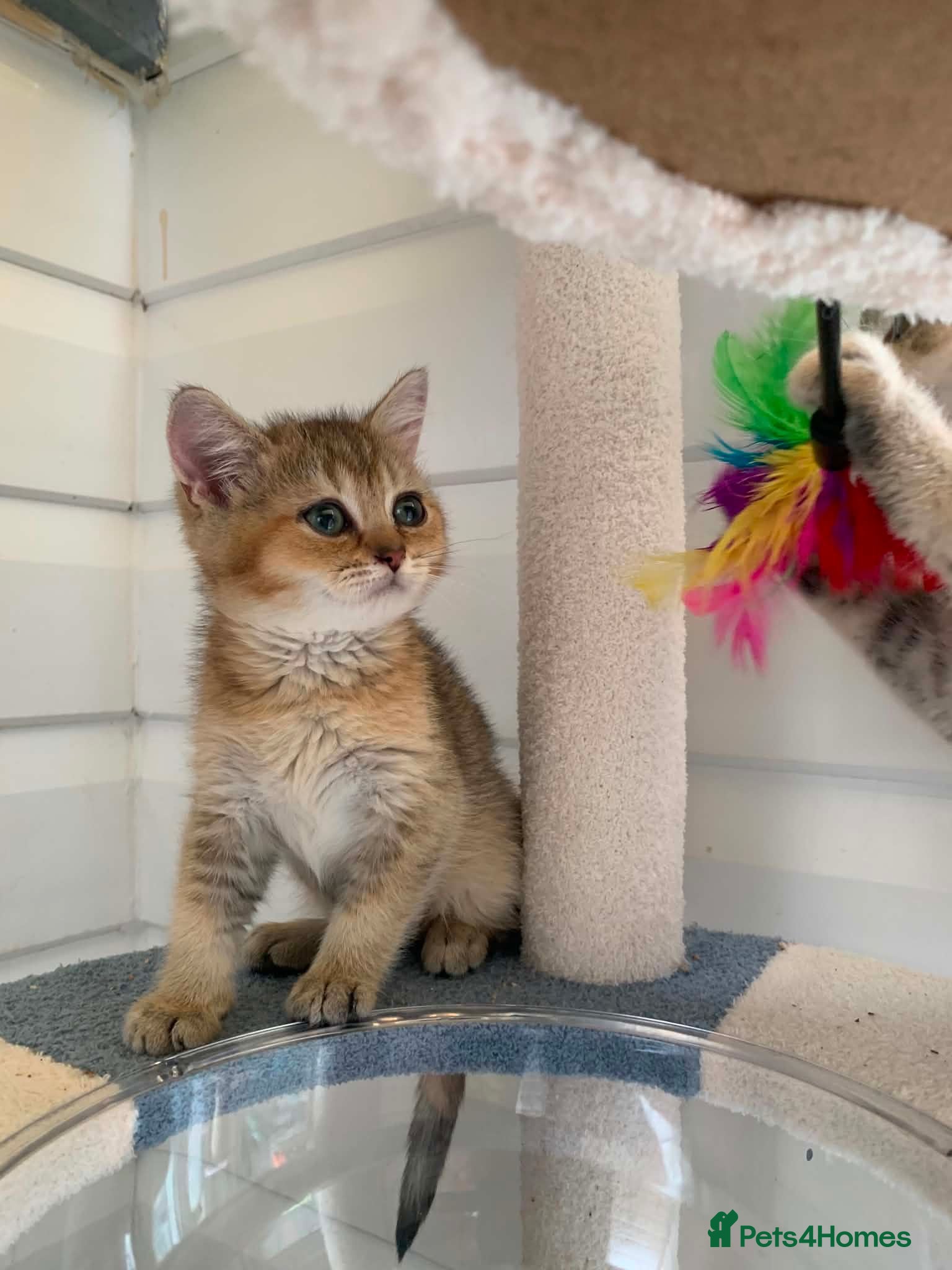 British Shorthair cats BSH 11 weeks old Rare Shaded colours  - Advert 2