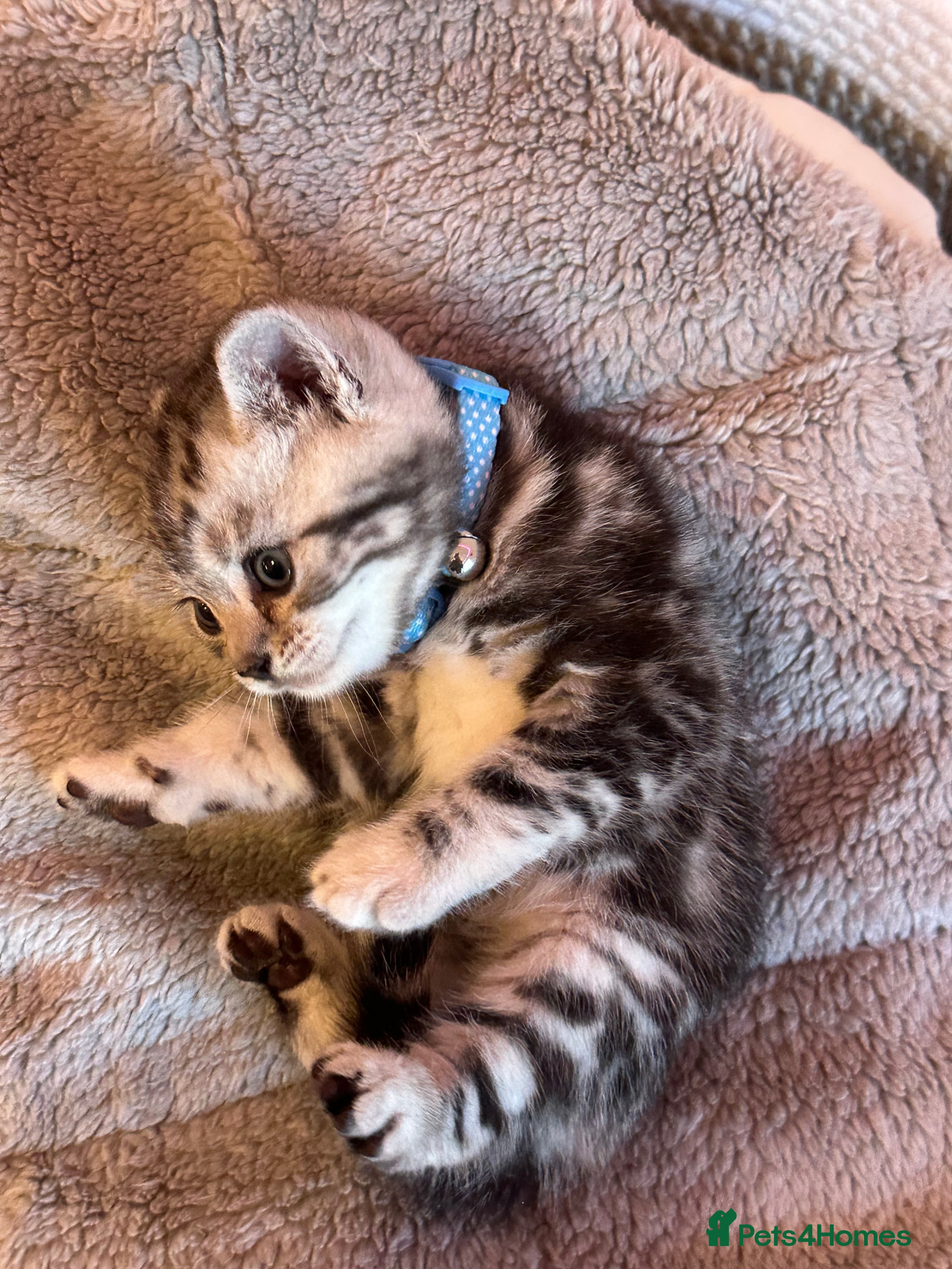 British Shorthair cats GCCF Rare Show Quality BSH Silver Tabby Kittens  - Advert 2