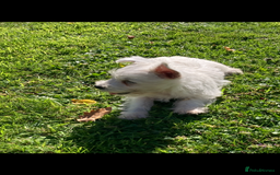 West Highland Terrier dogs for sale: Beautiful Westhighland White Terriers - Image 10