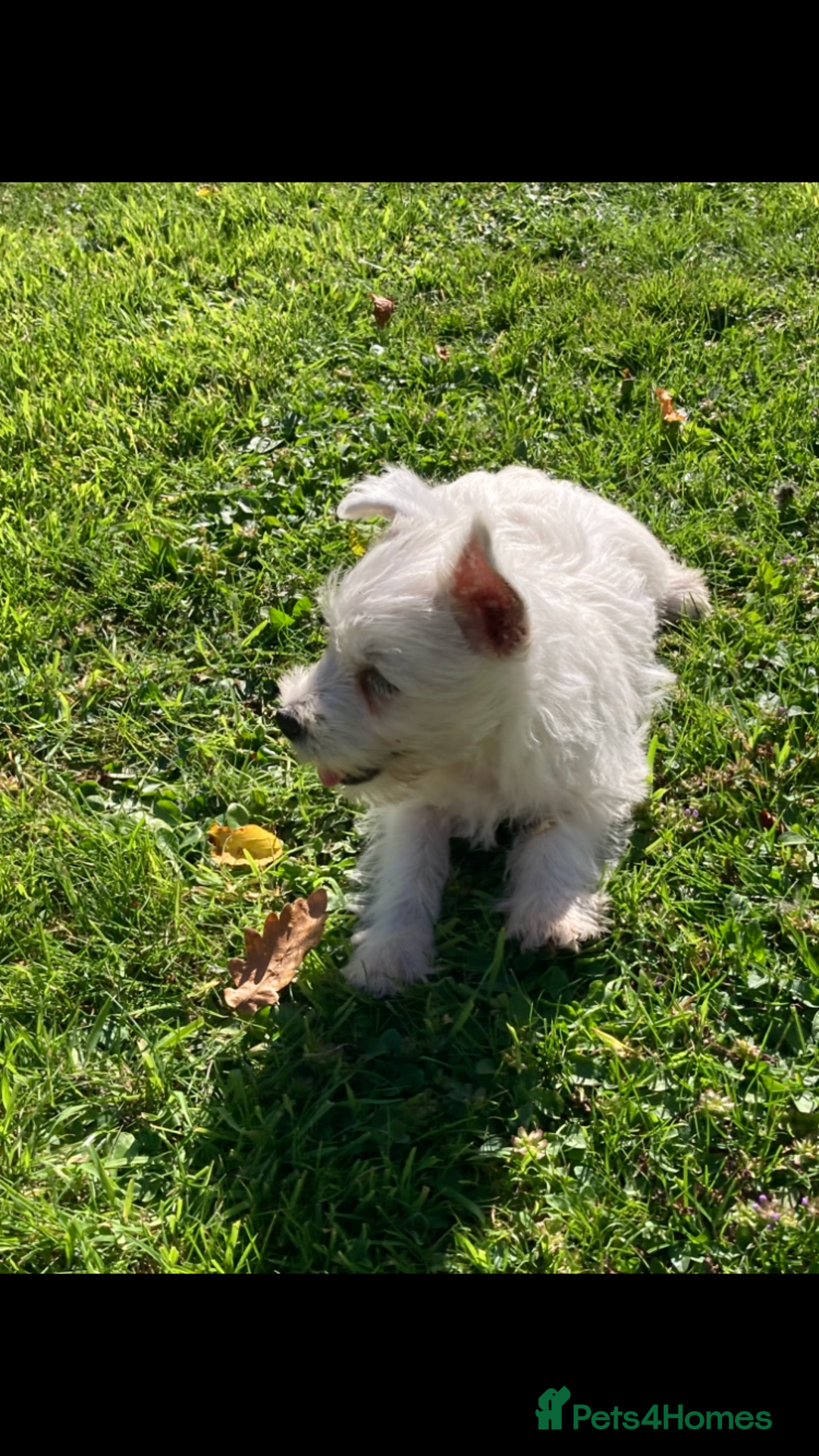 West Highland Terrier dogs for sale: Beautiful Westhighland White Terriers - Image 10