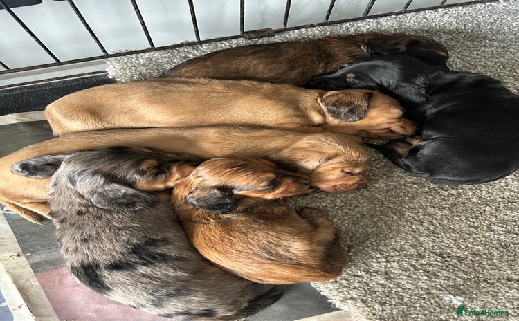 Miniature Dachshund dogs - Advert 4