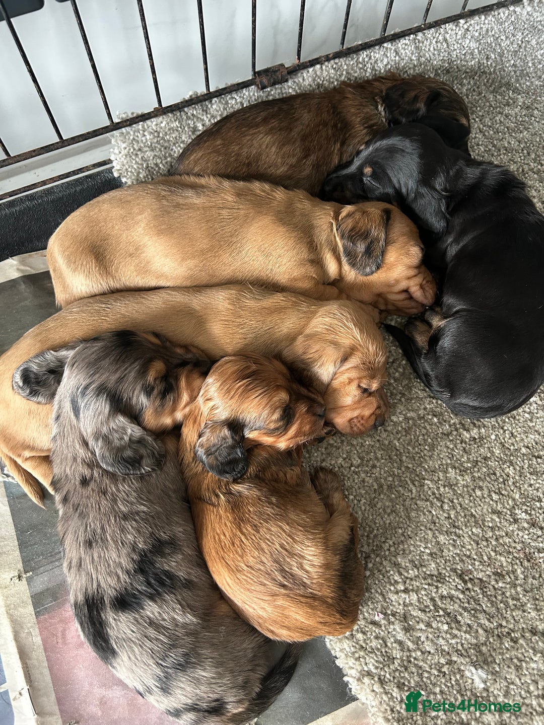 Miniature Dachshund dogs for sale: Miniature dachshunds  - Image 1