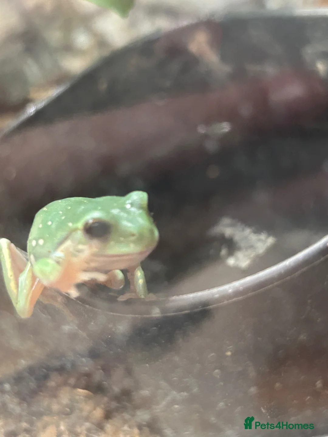 Frog reptiles for sale: Snow flake white tree frogs  in Loughborough - Advert 2