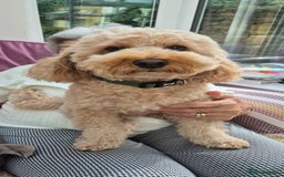 Toy Poodle dogs for sale: 🐾loving home needed for our sweet Toy Poodle🐾 - Image 5