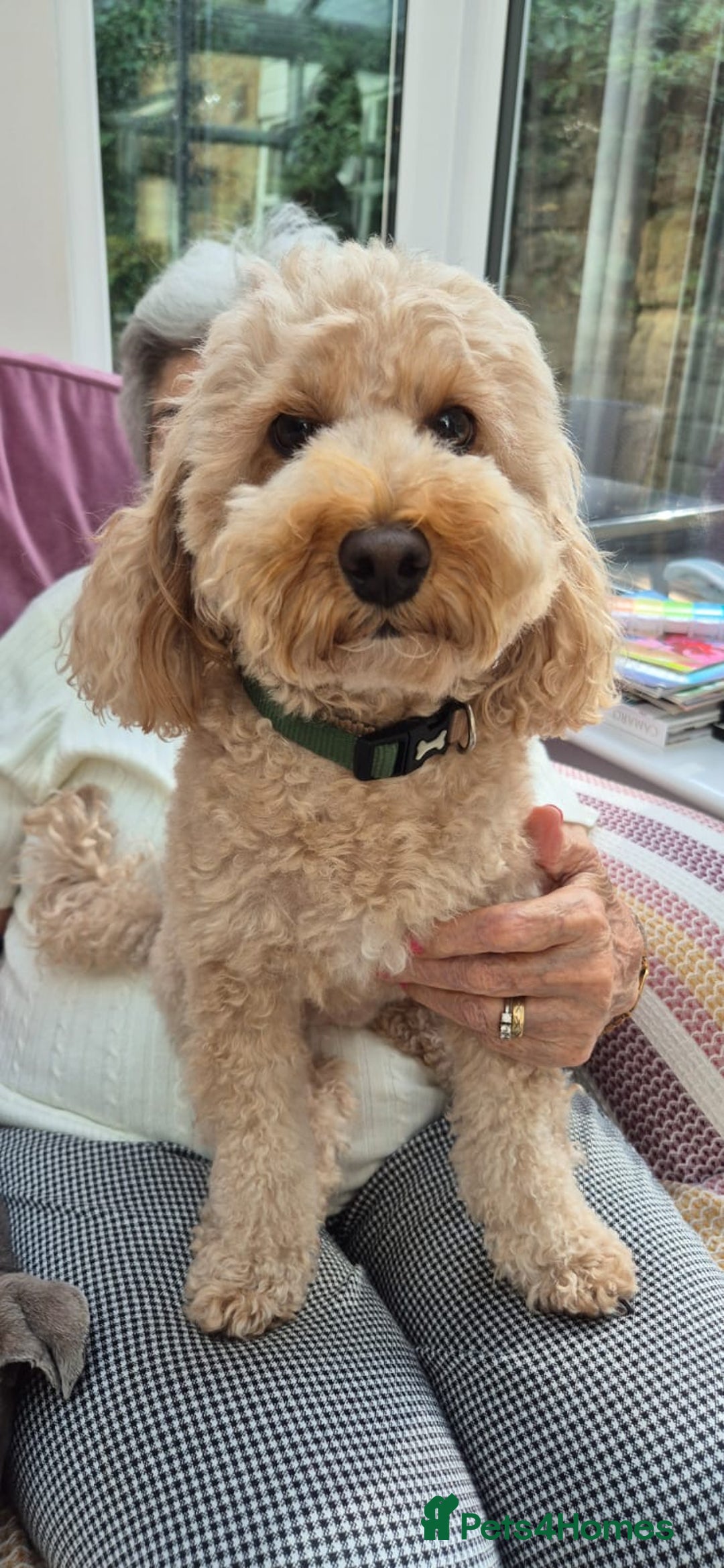 Toy Poodle dogs for sale: 🐾loving home needed for our sweet Toy Poodle🐾 - Image 5
