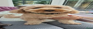 Cookie 