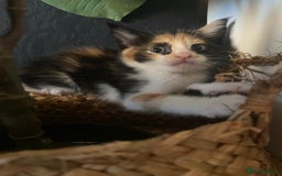 Mixed Breed cats for sale: 4 stunning babies READY NOW Calico and black&white - Image 8