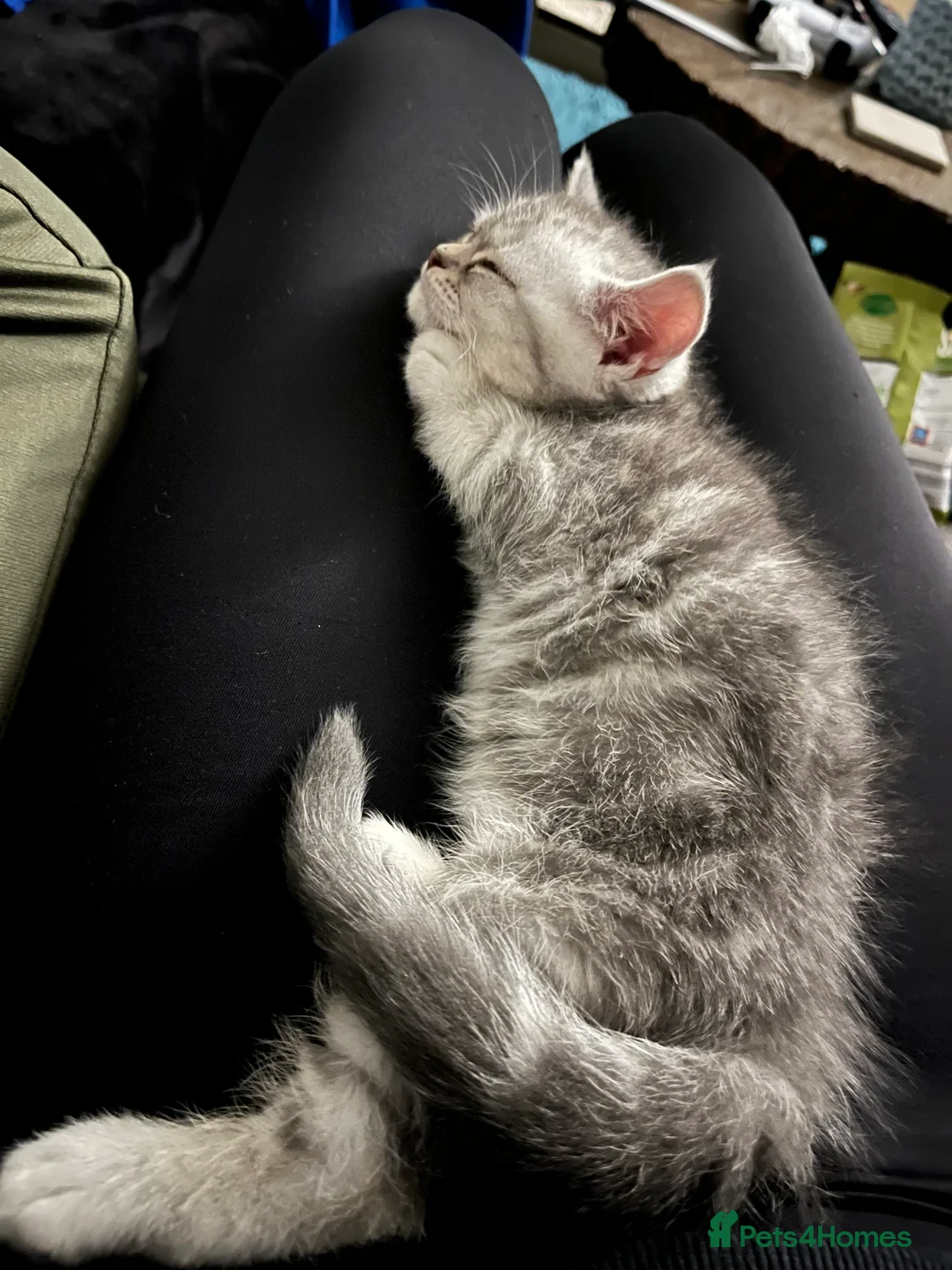 British Shorthair cats for sale: A beautiful kittens British shorthair  - Advert 13