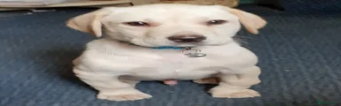 Labrador Retriever 1