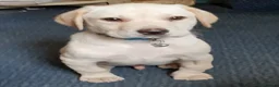 Labrador Retriever dogs for sale: Gorgeous yellow labrador puppies - Advert 3