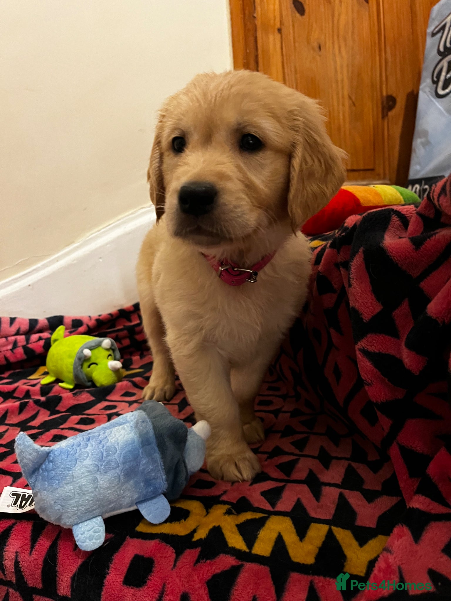 Golden Retriever dogs 8 Beautiful Golden Retriever Puppies  - Advert 2