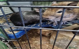 Degus rodents for sale: A pair of degus and cage looking for a new home - Image 2