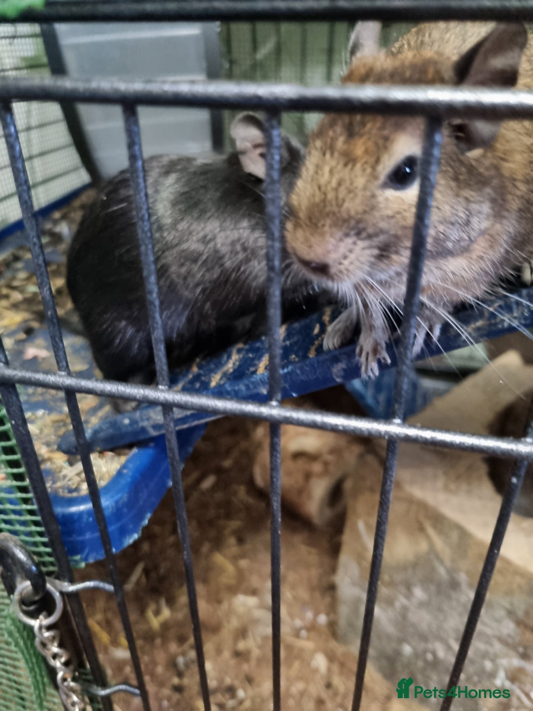 Degus rodents for sale: A pair of degus and cage looking for a new home - Image 2