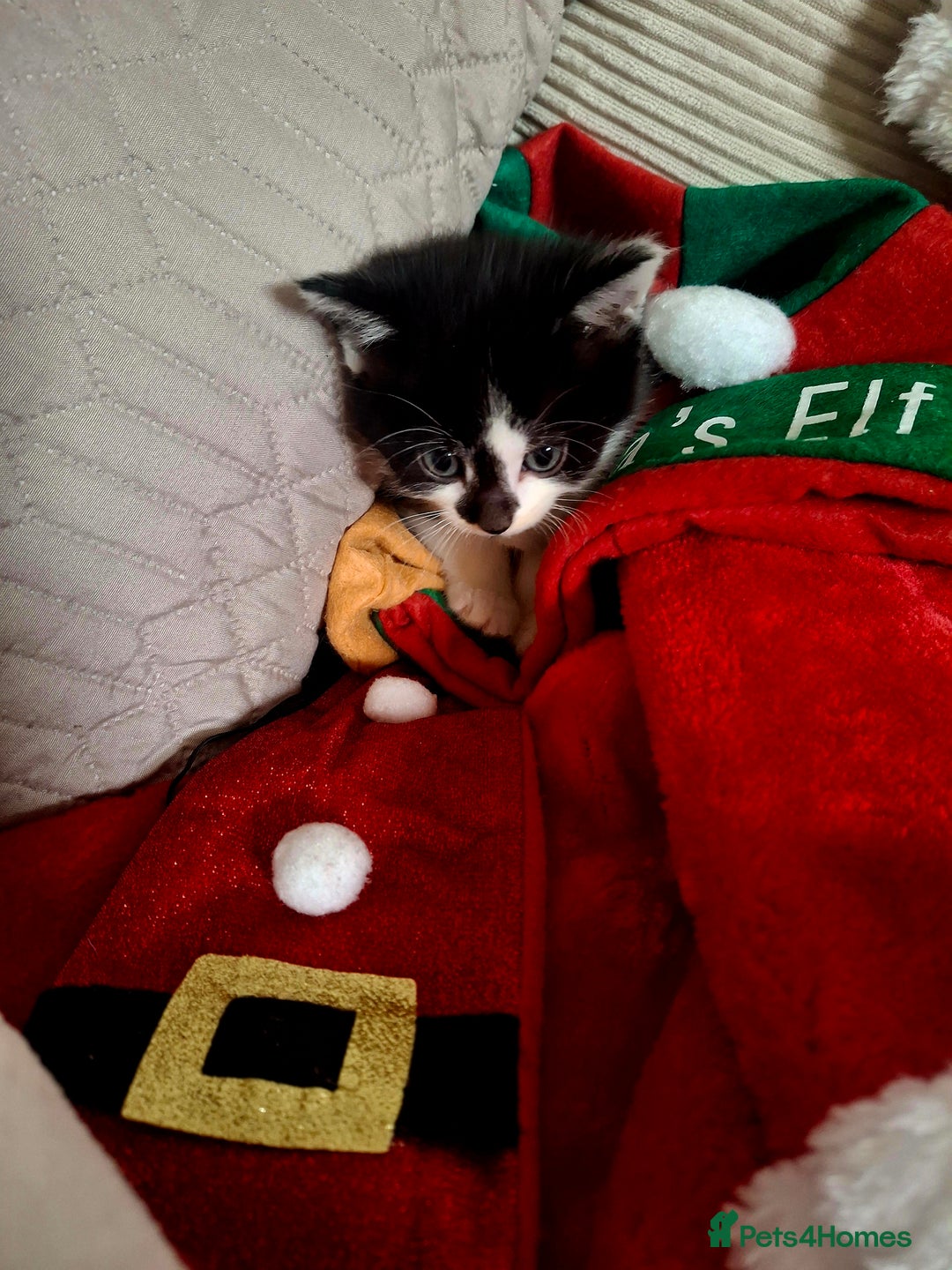 Mixed Breed cats for sale: READY FOR XMAS 🎄🖤🤍 - Advert 3