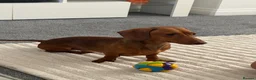 Miniature Dachshund dogs for sale: 18 month old miniature dachshund boy  - Advert 3