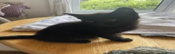 European cats for sale: 4 black kittens for sale in Dover - Advert 3