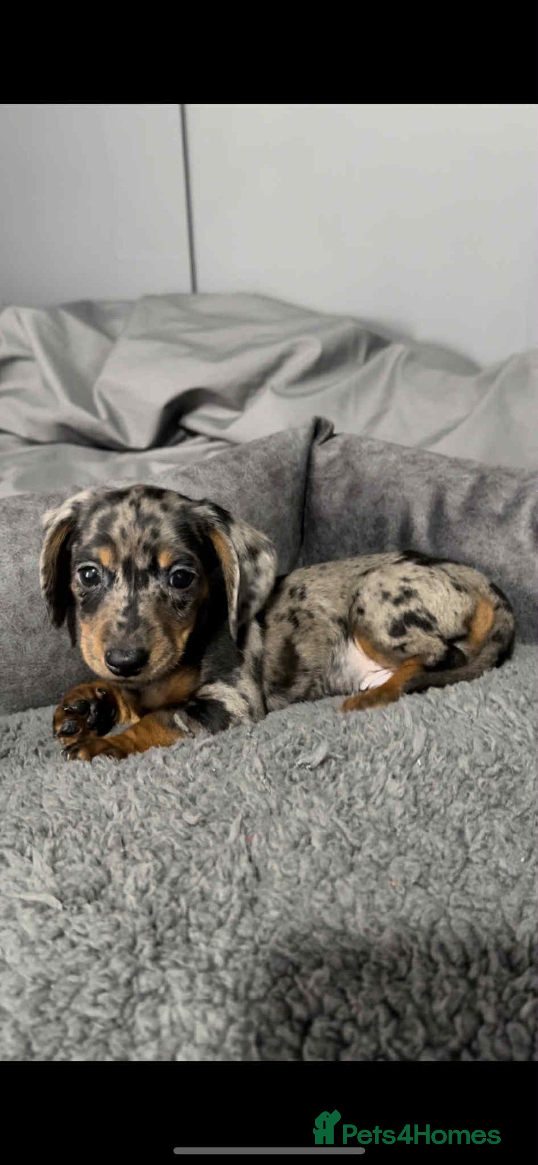 Miniature Dachshund dogs for sale: Miniature dachshund puppies   - Image 6