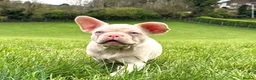 French Bulldog dogs for sale: Micros -Reduced and ready now to get them settled  - Advert 16
