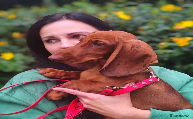 Dachshund dogs in Boston - Advert 6