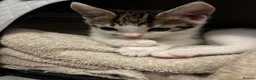 Mixed Breed cats for sale: Lovely Young Kitten For Sale - Advert 5