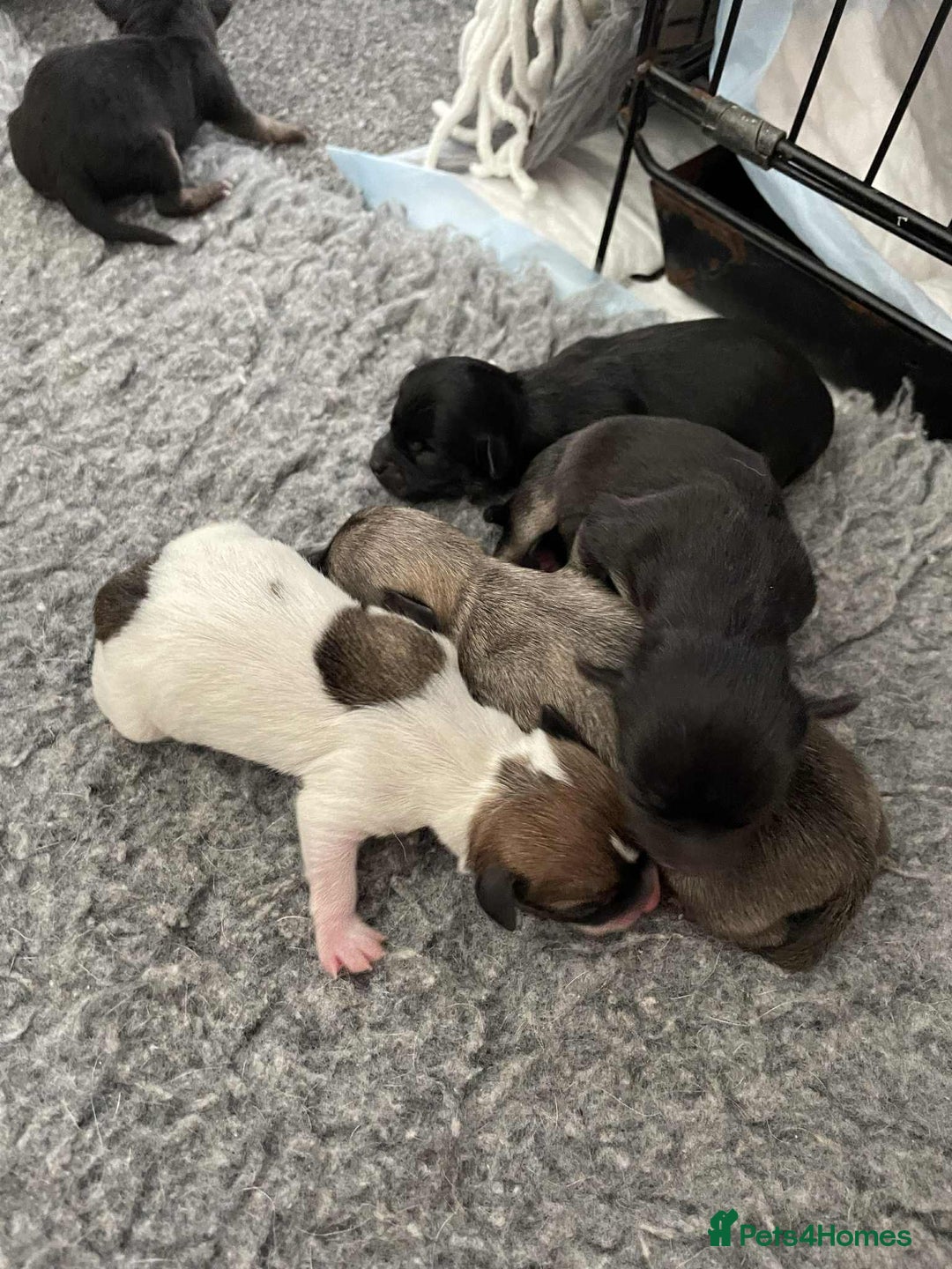 Chihuahua dogs for sale: Pure bred chihuahua  - Image 1
