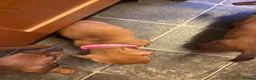 Dachshund dogs for sale: 6 dachshund puppies - 4 boys & 2 girls - Advert 19