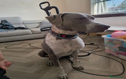 Mixed Breed dogs for sale: German Pointer cross Lurcher  - Image 2