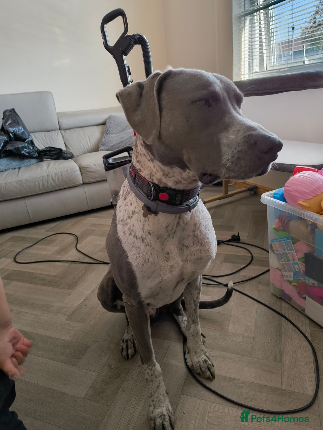 Mixed Breed dogs for sale: German Pointer cross Lurcher  - Image 2