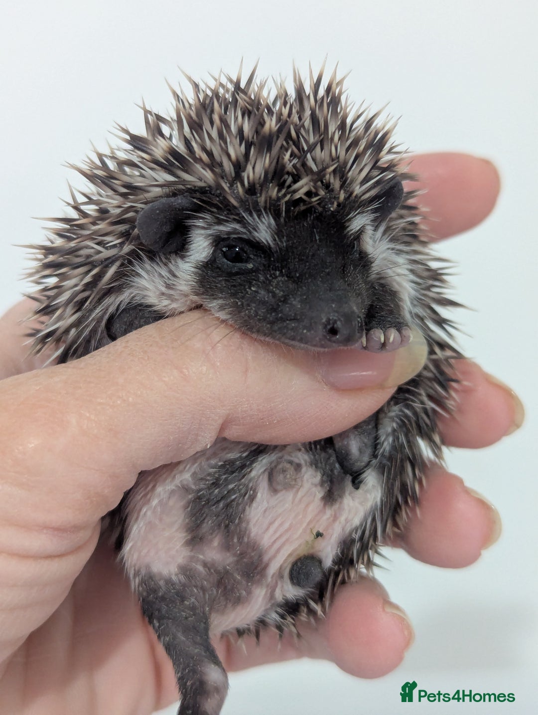 Pygmy Hedgehog rodents for sale: Beautiful litter of Hoglets/Ready to Reserve  - Image 5