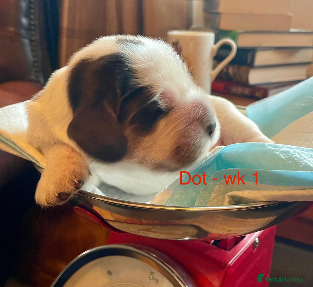 Cocker Spaniel dogs for sale: Your “furever” friend is here - Advert 33